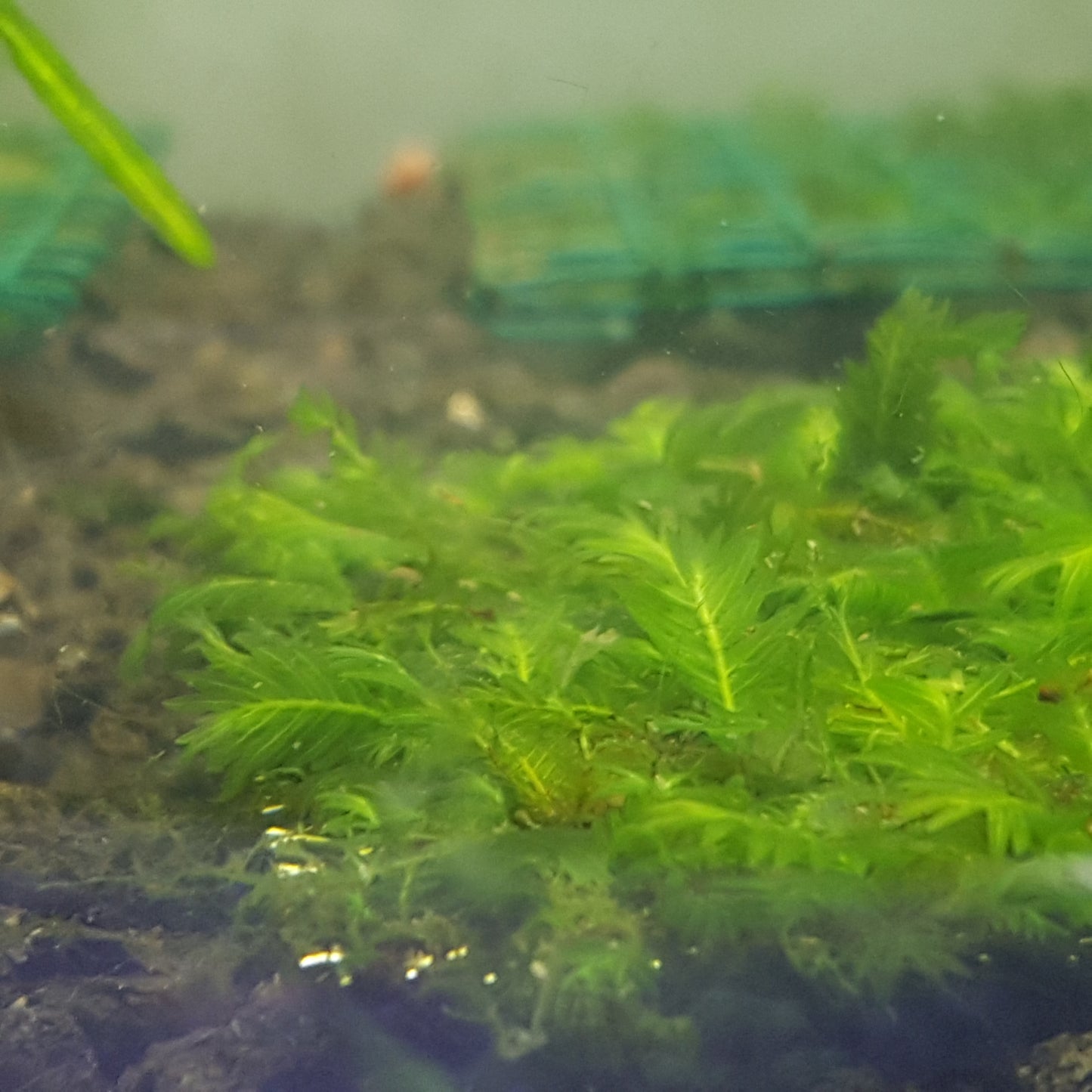 Fissidens Nobilis on 7x3cm Stainless Steel pad