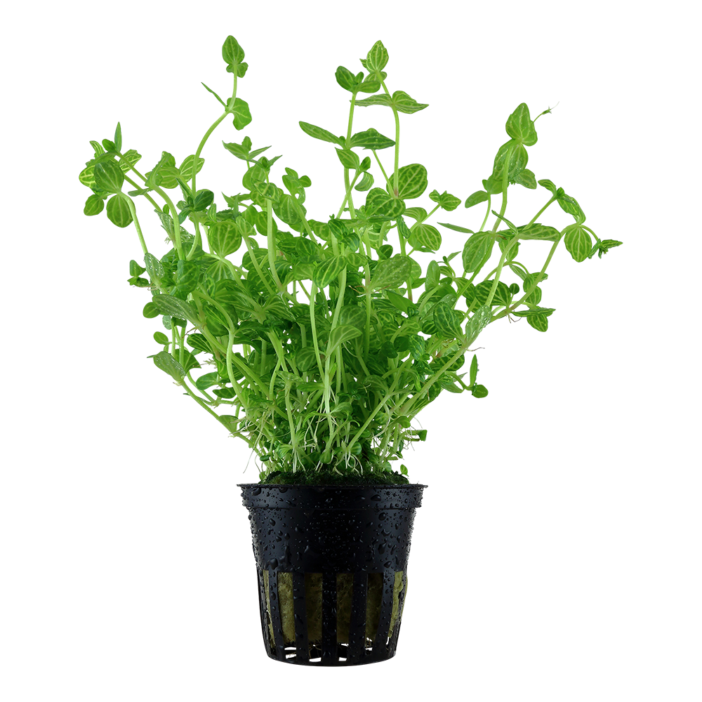 Lindernia rotundifolia 5 cm pot