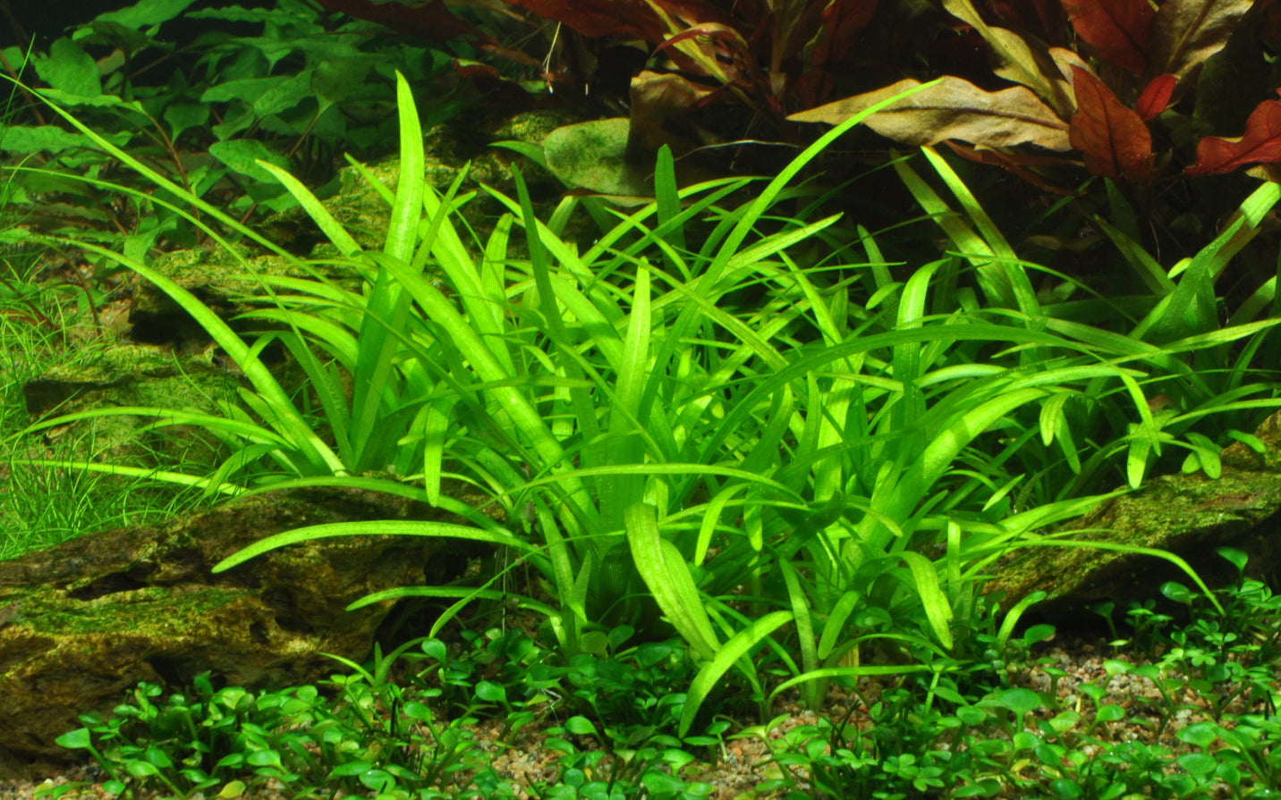 Sagittaria subulata - Bare root - Approx 4-5 plants
