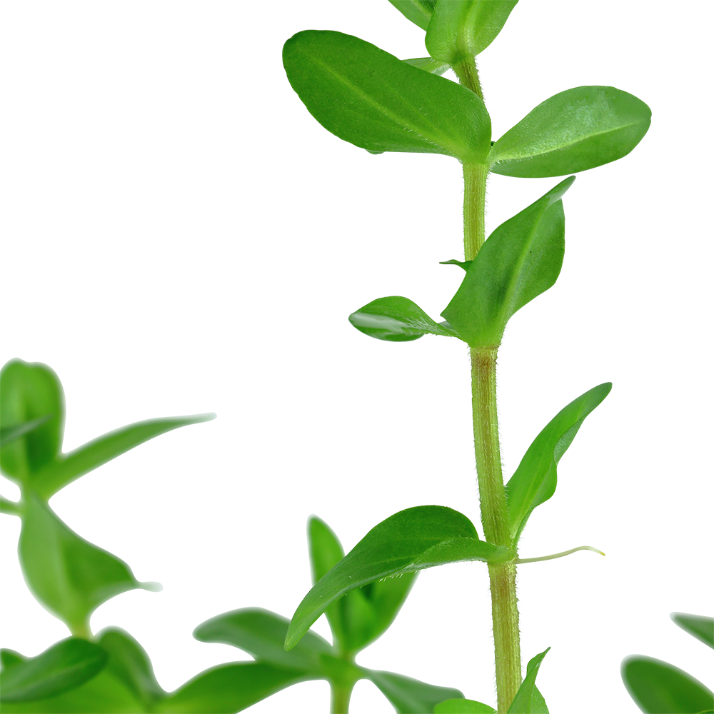 Bacopa caroliniana - Bare root - 5 stems