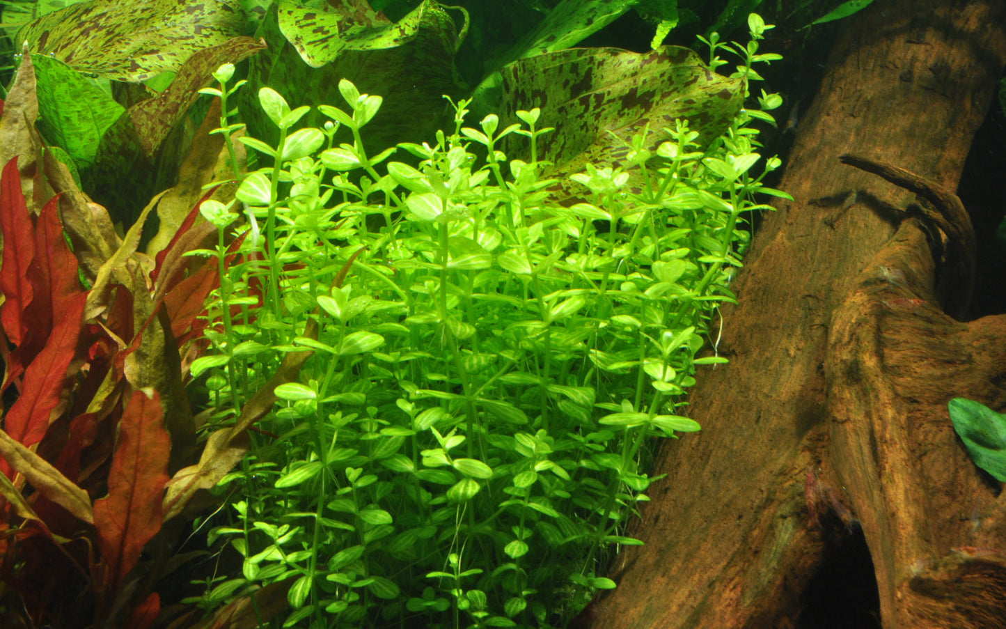 Lindernia rotundifolia 5 cm pot