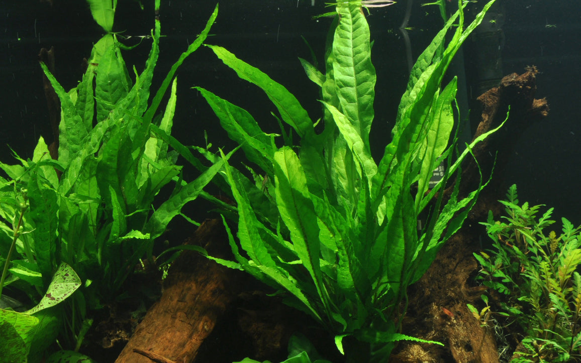 Microsorum pteropus (Java fern) - Bare root - Approx ?? plants/stems