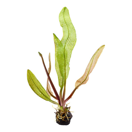 Aponogeton madagascariensis - Bulb with shooting leaf