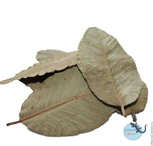 1x Guava leaf - 10-15cm long - Aquarium Botanical's