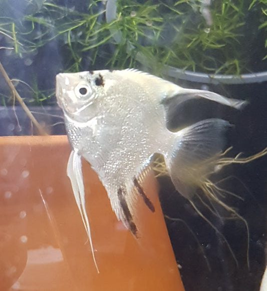 Platinum white Angel Fish (Pterophyllum Scalare) - approx 7.5cm long