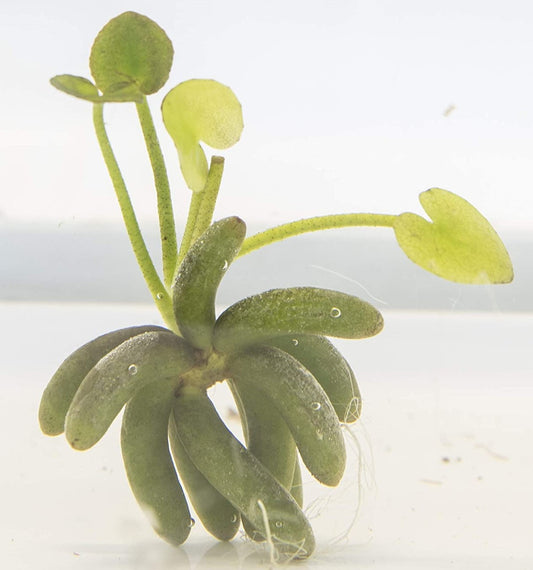 Nymphoides aquatica “Banana lily” - Bare root or bulb